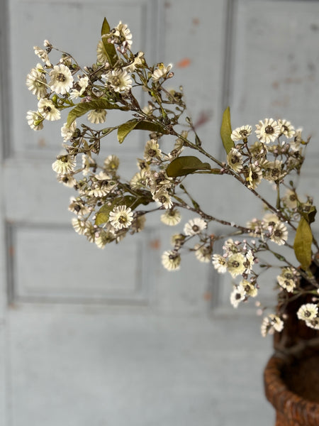 Dusk Daisy Spray | 36" | Ecru | NOT CURRENTLY IN STOCK-New For Holiday 2026!