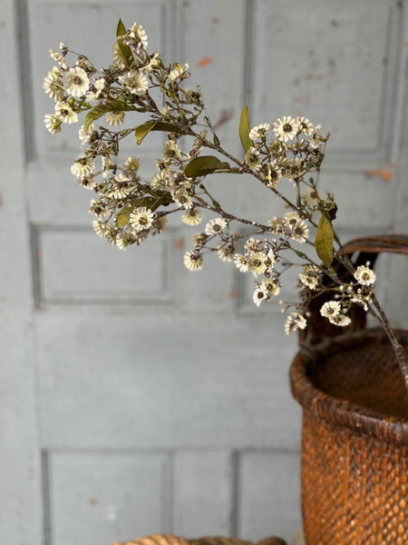 Dusk Daisy Spray | 36" | Ecru | NOT CURRENTLY IN STOCK-New For Holiday 2026!
