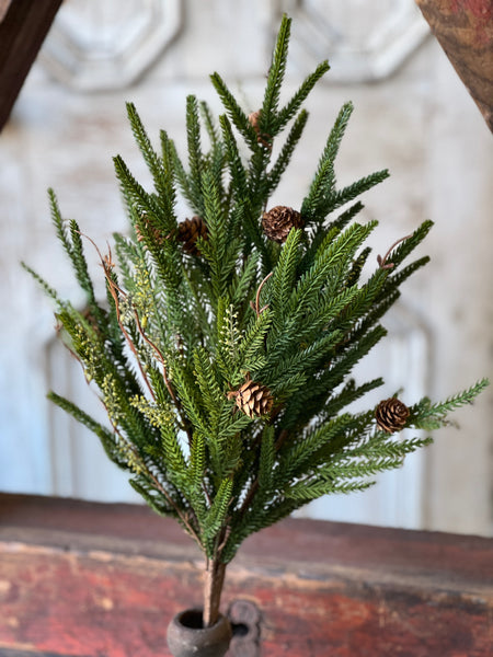 Pencil Pine Bush | 22" | SOLD OUT