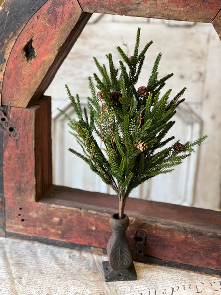 Pencil Pine Bush | 22" | SOLD OUT