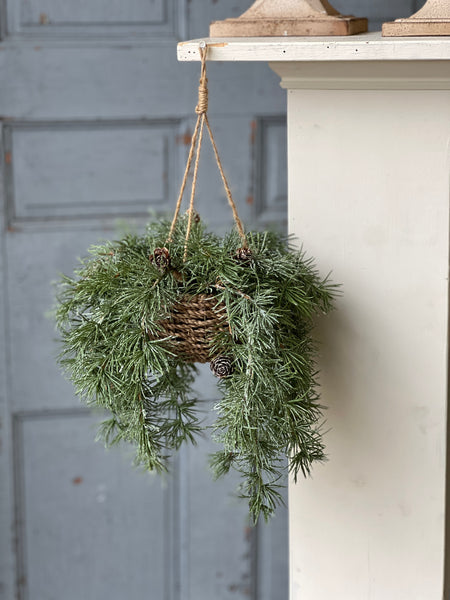 Shining Spindle Pine Hanging Basket | 13" | CASE PACK CLEAN UP SPECIAL!  From $5.95