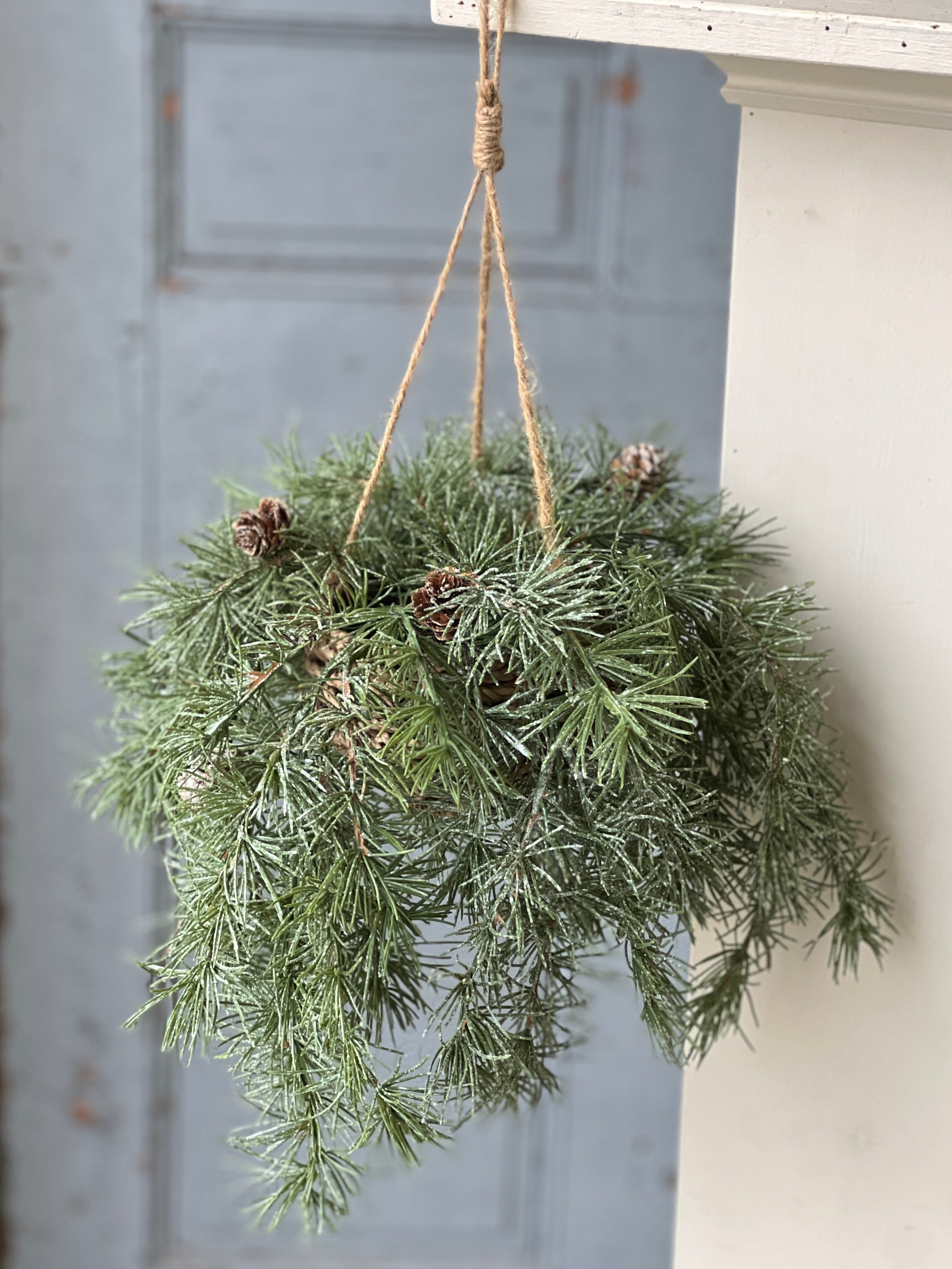 christmas hanging basket plants Shining Spindle Pine Hanging Basket | 13" | CLOSEOUT + CLEAN UP SPECIA