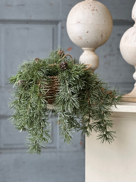 Shining Spindle Pine Hanging Basket | 13" | CASE PACK CLEAN UP SPECIAL!  From $5.95