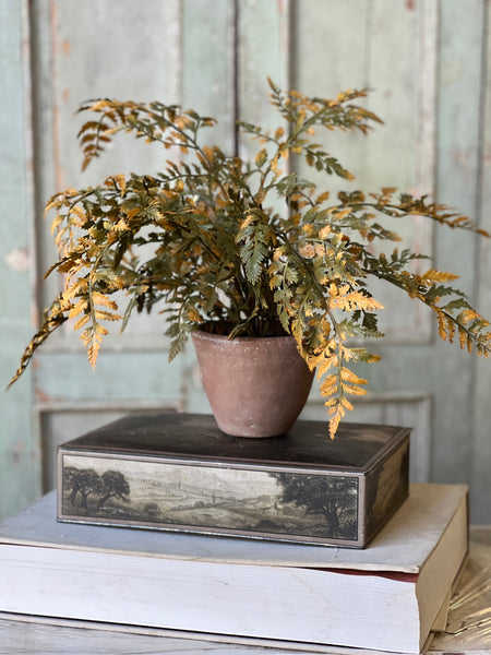 Autumnal Fern Potted | 18" | Moss | SOLD OUT