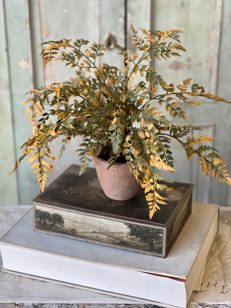 Autumnal Fern Potted | 18" | Moss | SOLD OUT