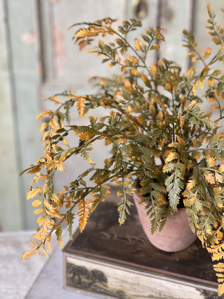 Autumnal Fern Potted | 18" | Moss | SOLD OUT