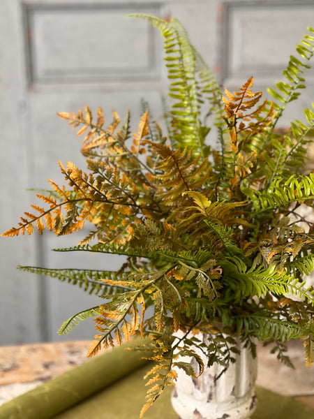 Cambridge Fern Bush | 21"