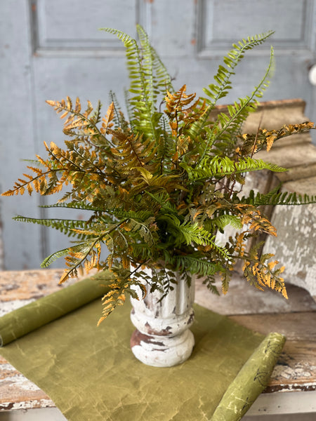 Cambridge Fern Bush | 21"