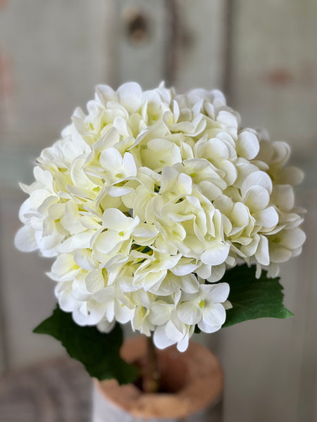 Callahan Hydrangea | 21.5" | Cream | NOT CURRENTLY IN STOCK-New For Spring 2026!