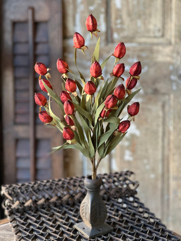 Beacon Bush | 23" | Garnet