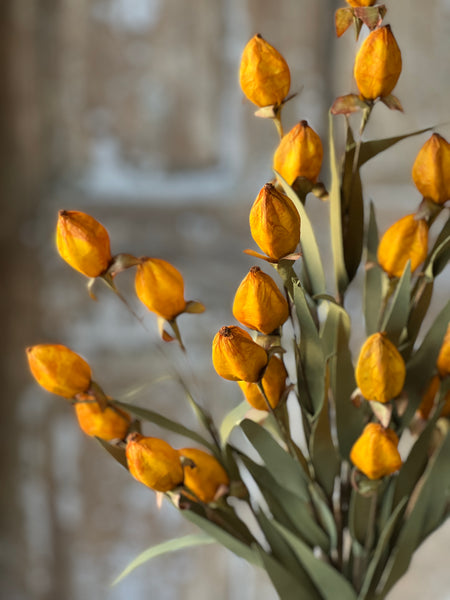 Beacon Bush | 23" | Saffron | SOLD OUT