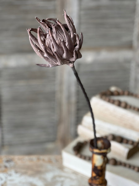 Scepter Protea Stem | 29" | Greige | NEW CLOSEOUT + CLEAN UP SPECIAL!  From $2.85 - Last 84pcs!