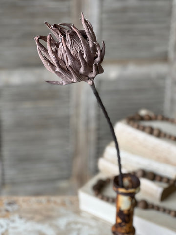 Scepter Protea Stem | 29" | Greige | NEW CLOSEOUT + CLEAN UP SPECIAL!  From $2.85 - Last 84pcs!