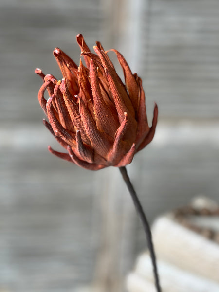 Scepter Protea Stem | 29" | Rust | NEW CLOSEOUT + CLEAN UP SPECIAL!  From $2.85 - Last 84pcs!