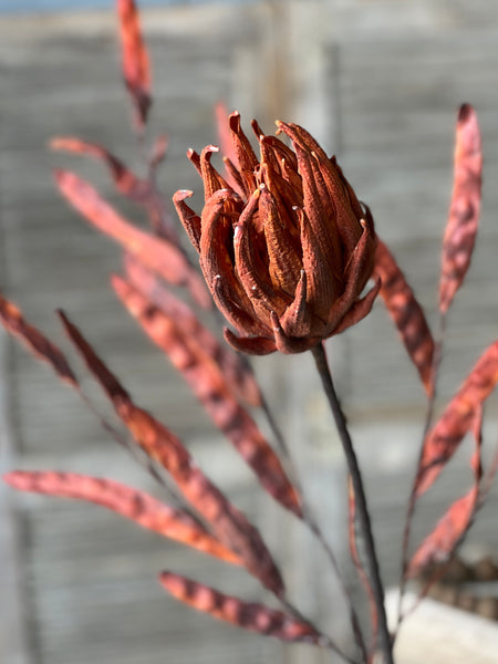 Scepter Protea Stem | 29" | Rust | NEW CLOSEOUT + CLEAN UP SPECIAL!  From $2.85 - Last 84pcs!