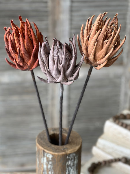Scepter Protea Stem | 29" | Greige | NEW CLOSEOUT + CLEAN UP SPECIAL!  From $2.85 - Last 84pcs!