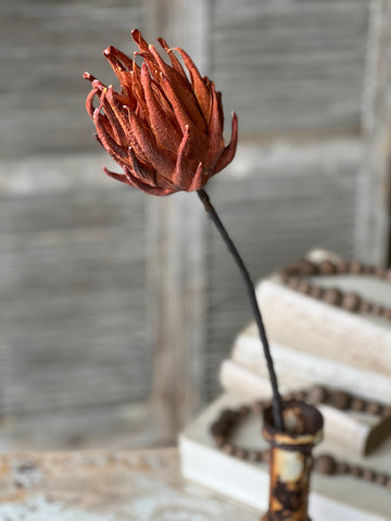 Scepter Protea Stem | 29" | Rust | NEW CLOSEOUT + CLEAN UP SPECIAL!  From $2.85 - Last 84pcs!