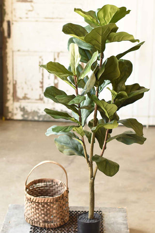 Fetching Fiddleleaf Fig Tree | 4' | SKID SPECIAL!  $18.95