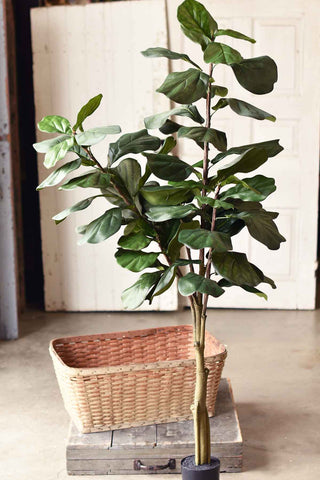 Fetching Fiddleleaf Fig Tree | 6' | SOLD OUT