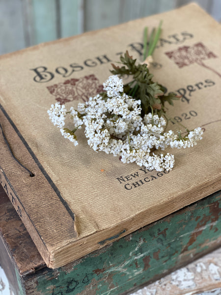 Fennel Flower Bundle | 13" | Cream | SOLD OUT