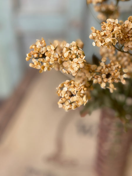 Fennel Flower Bundle | 13" | Mustard | SOLD OUT