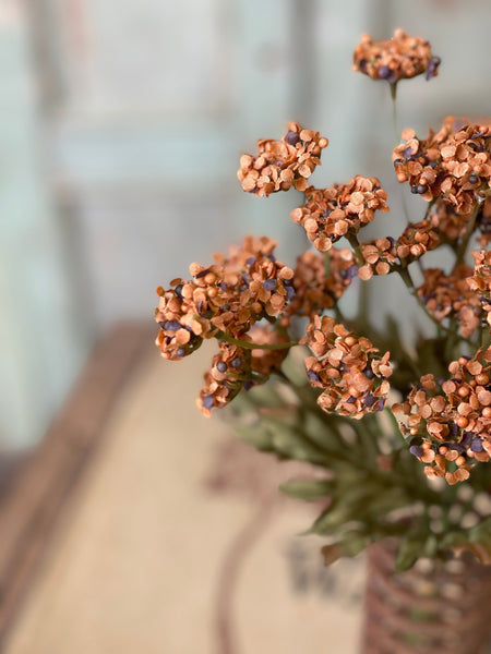 Fennel Flower Bundle | 13" | Pumpkin | SOLD OUT