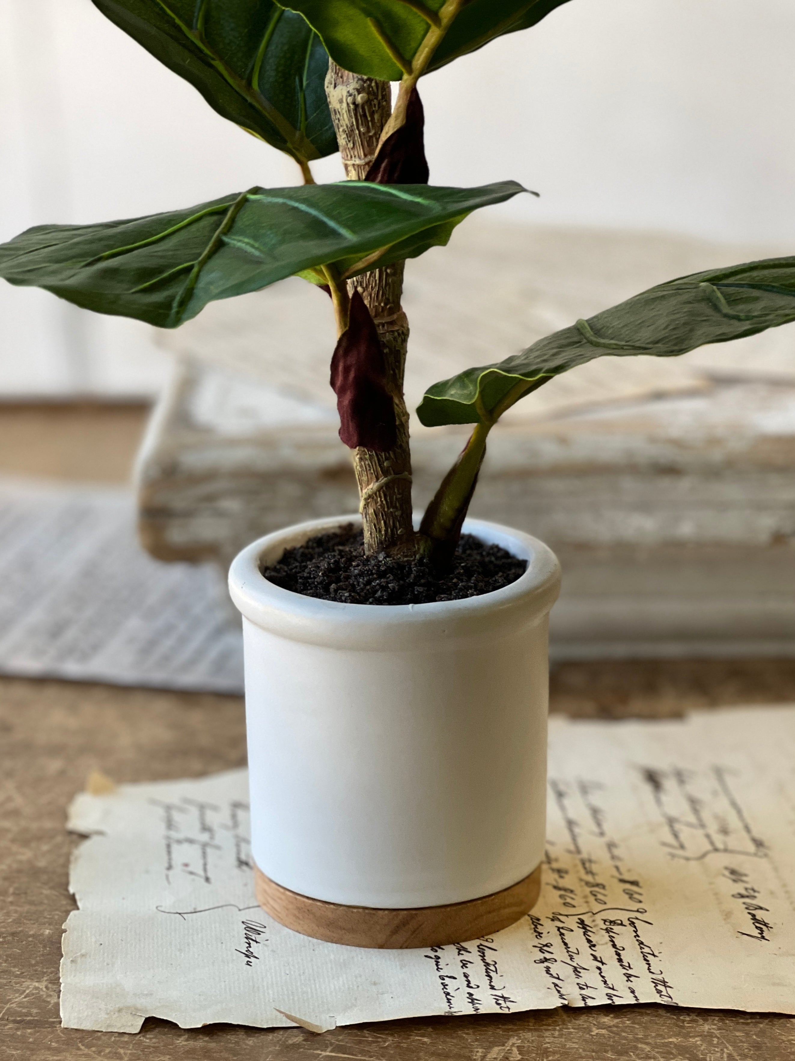 white pot for fiddle leaf fig Potted Fiddle Leaf Fig | 15" | CLOSEOUT + CLEAN UP SKID SPECIAL! From