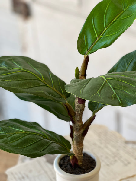 Potted Fiddle Leaf Fig | 15" | CLOSEOUT + SKID SPECIAL!  From $2.00