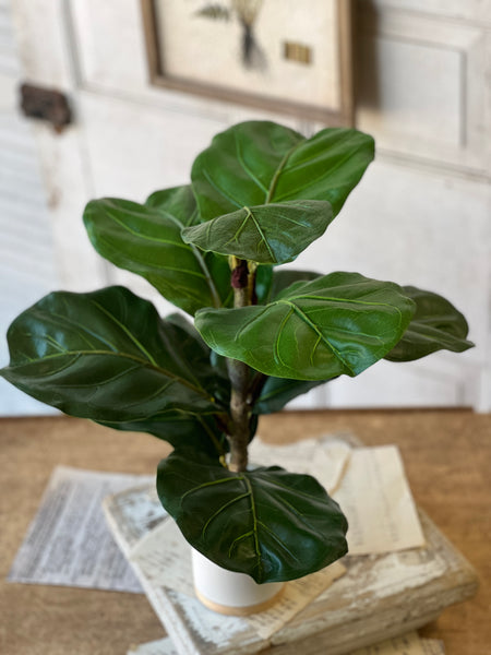 Potted Fiddle Leaf Fig | 15" | CLOSEOUT + SKID SPECIAL!  From $2.00