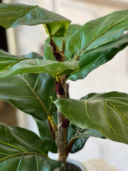 Potted Fiddle Leaf Fig | 23" | CLOSEOUT + SKID SPECIAL!  From $3.00