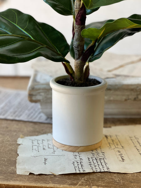 Potted Fiddle Leaf Fig | 23" | CLOSEOUT + SKID SPECIAL!  From $3.00
