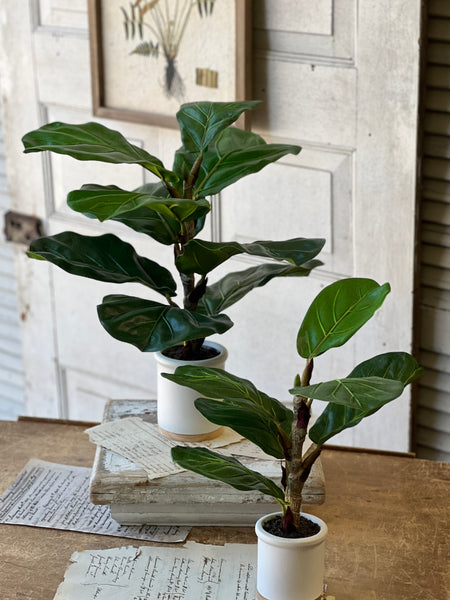 Potted Fiddle Leaf Fig | 15" | CLOSEOUT + SKID SPECIAL!  From $2.00