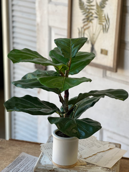 Potted Fiddle Leaf Fig | 23" | CLOSEOUT + SKID SPECIAL!  From $3.00