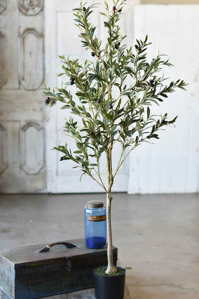 Olive Tree in Pot | 5' | SOLD OUT