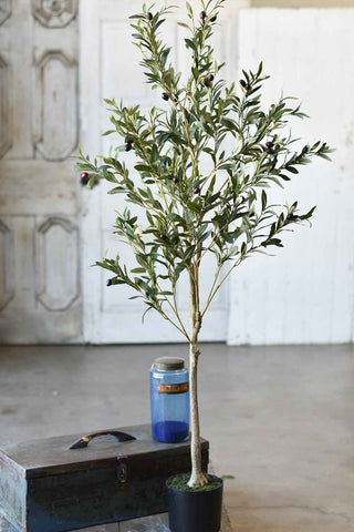 Olive Tree in Pot | 5' | SOLD OUT