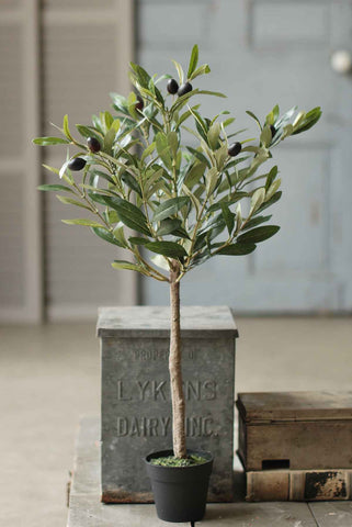 Olive Tree in Pot | 26"