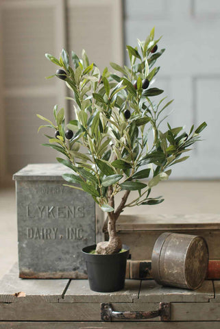 Olive Tree in Pot | 26"
