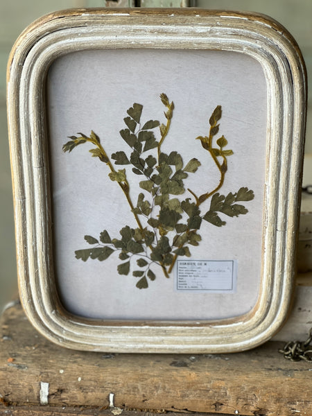 Wakefield Botanicals | Fern | 10" | NOT CURRENTLY IN STOCK - Spring 2026