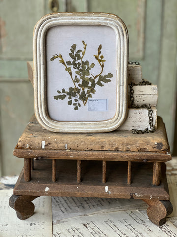 Wakefield Botanicals | Fern | 10" | NOT CURRENTLY IN STOCK - Spring 2026