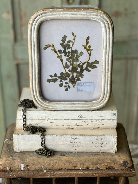 Wakefield Botanicals | Fern | 10" | NOT CURRENTLY IN STOCK - Spring 2026