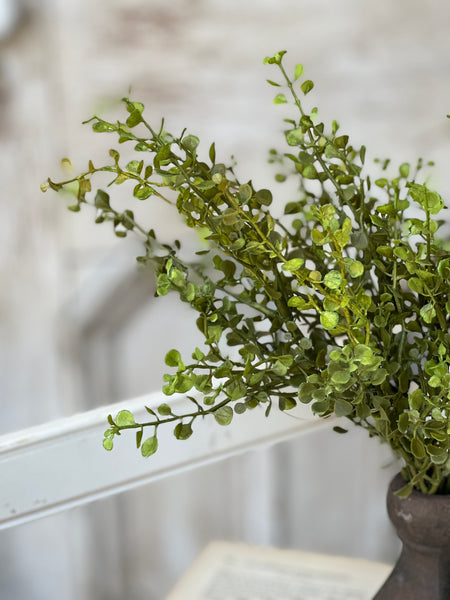 Baby's Grass Bush | New Green | 14" | SOLD OUT