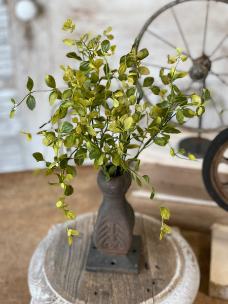 Bog Pimpernel Bush | Green | 12"