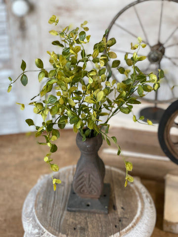 Bog Pimpernel Bush | Green | 12"