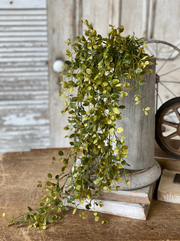 Bog Pimpernel Hanging | Green | 34"