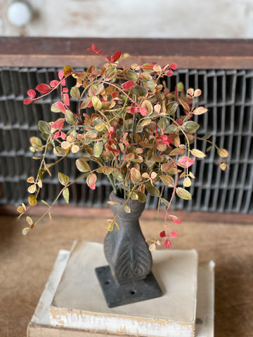 Bog Pimpernel Bush | Red | 12" | SOLD OUT