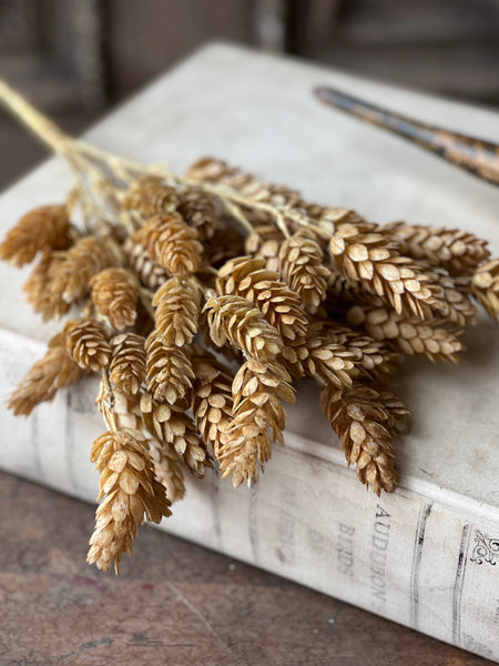 Hops Bush | 15" | Beige | SOLD OUT