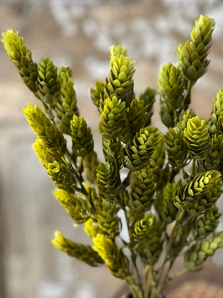 Hops Bush | 15" | Green | Limited Stock - Last 60pcs! (will be discontinued for Spring 2026)