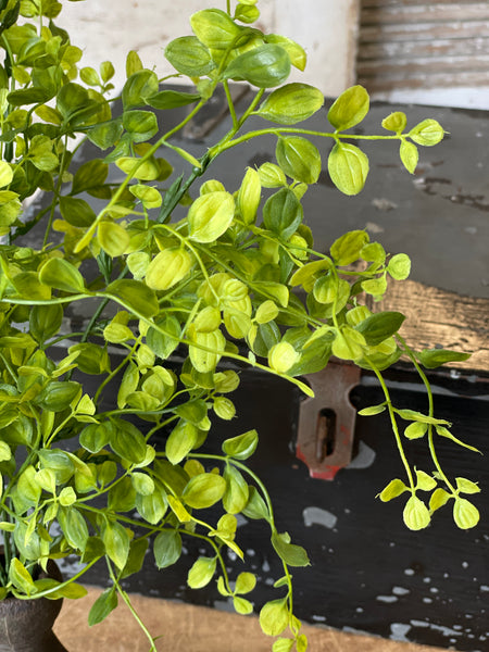 Bog Pimpernel Hanging | 34"