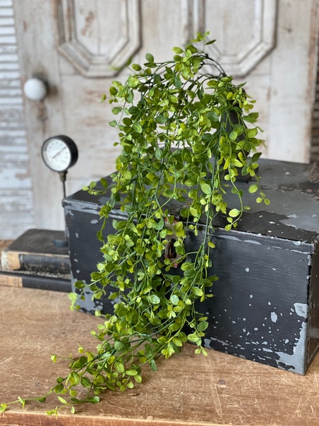 Bog Pimpernel Hanging | 34"