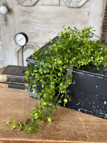 Bog Pimpernel Hanging | 34"